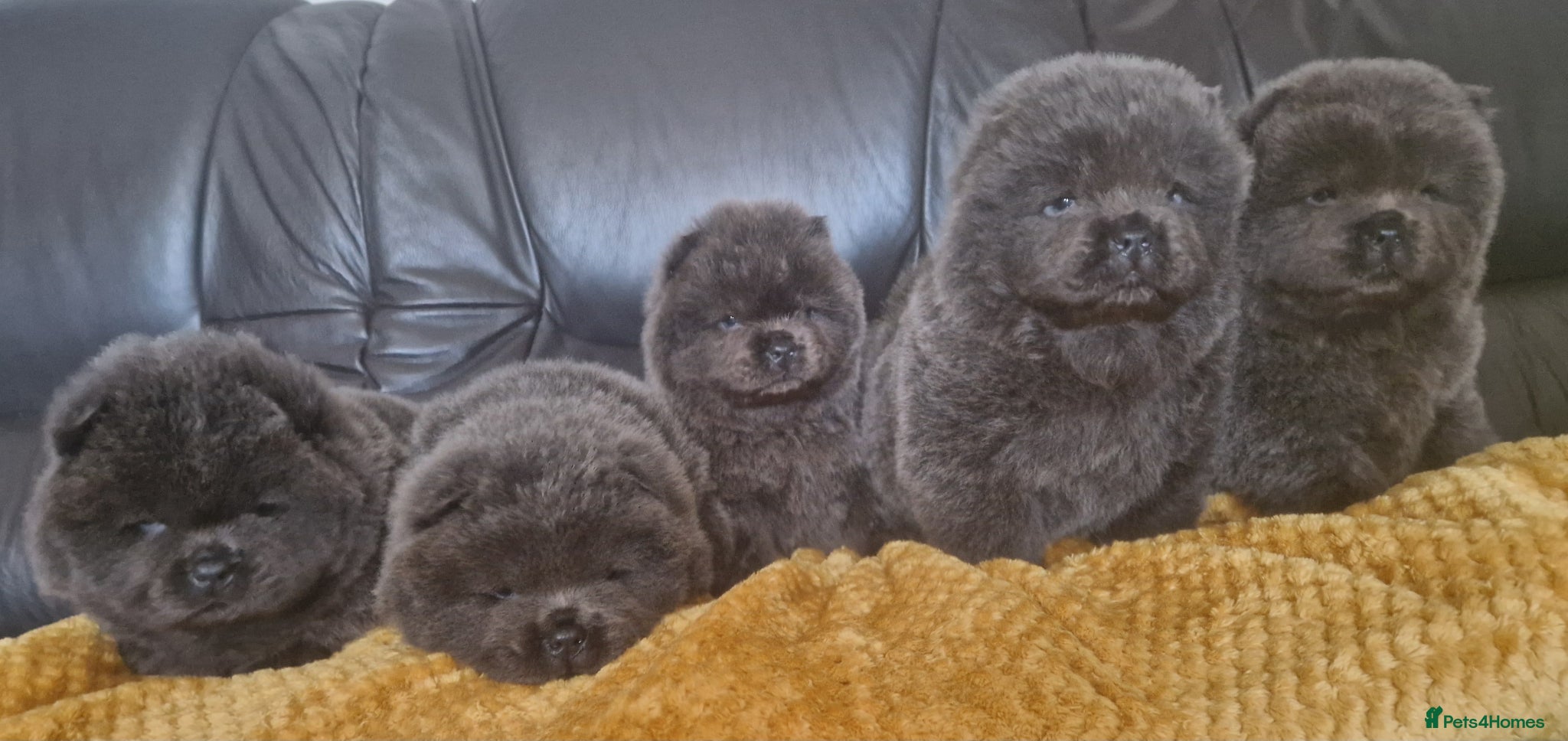 Chow Chow dogs blue kc registered chow chow puppies - Advert 2