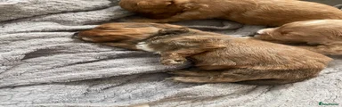 Pomapoo 1