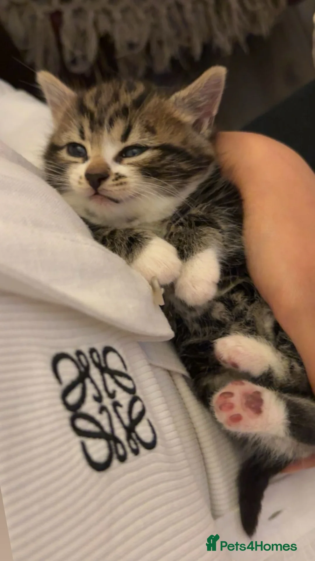 Domestic Shorthair cats for sale: 4 kittens available x - Advert 4