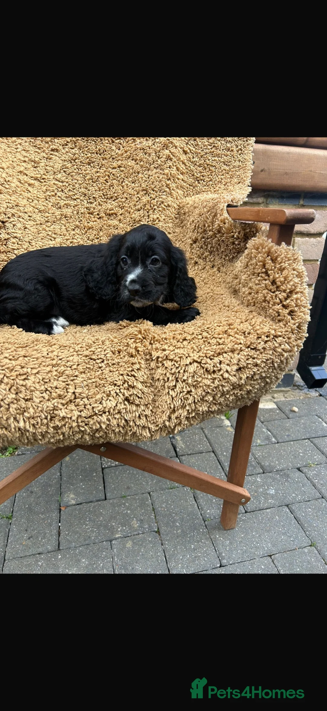 Cocker Spaniel dogs for sale: Cocker spaniel puppies - Advert 10