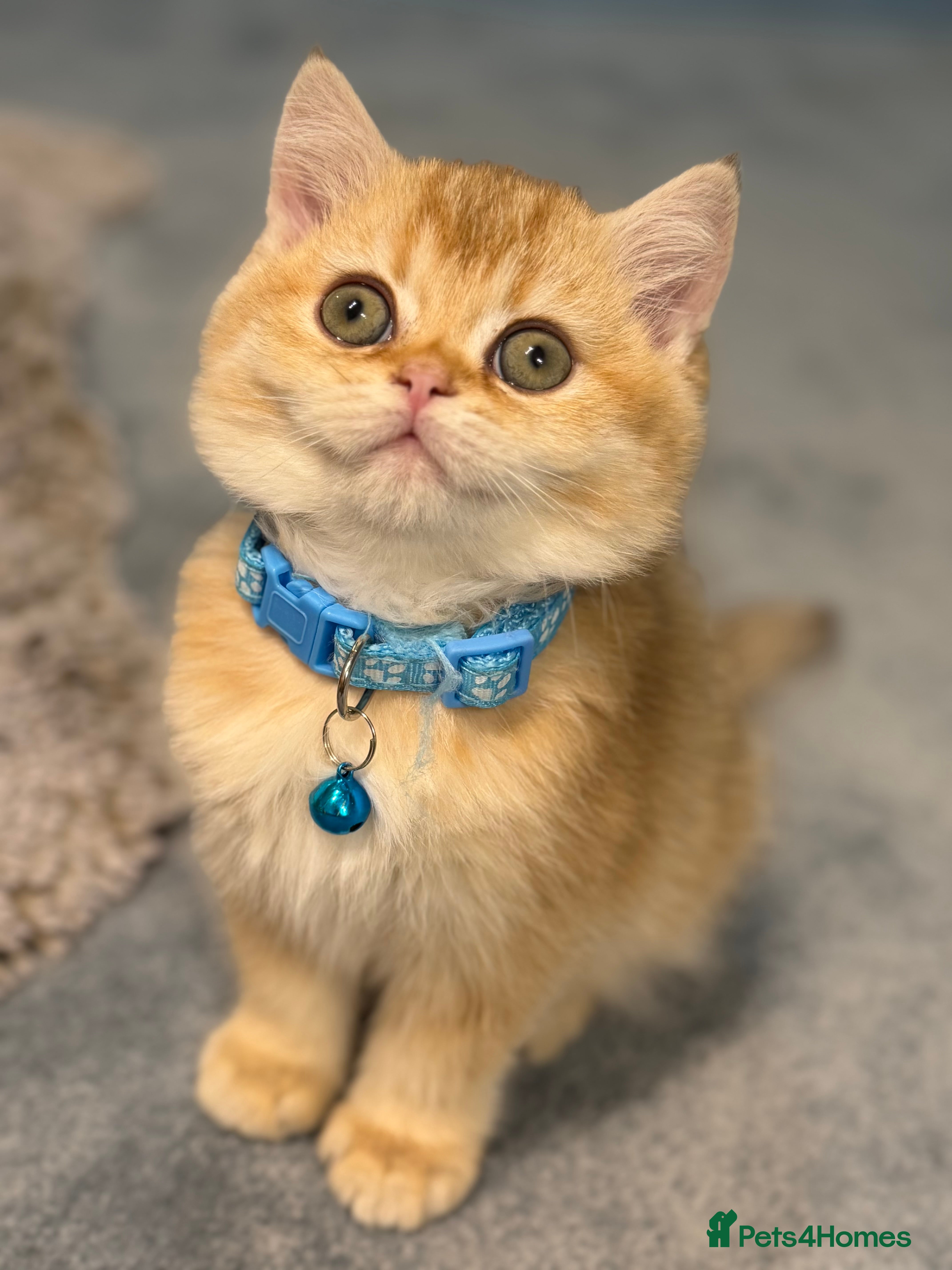 British Shorthair cats British Sh kittens golden GCCF registered  - Advert 12