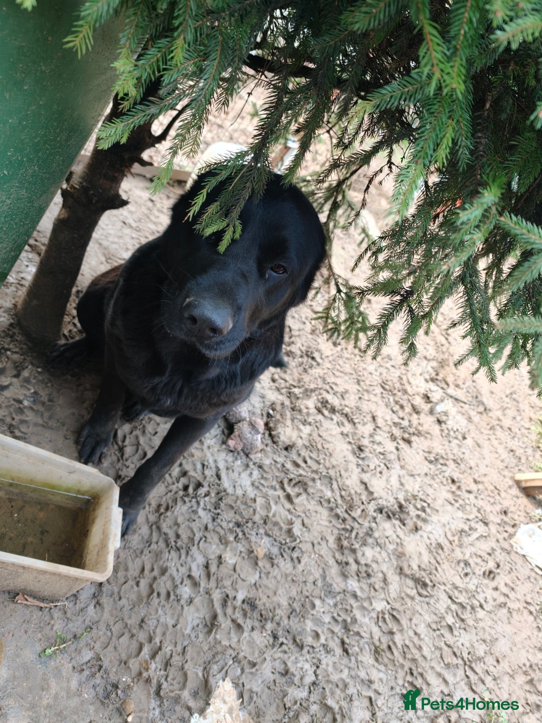 Central Asian Shepherd dogs for sale: Central Asian shepherd Re-home  - Advert 1