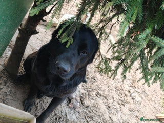 Central Asian Shepherd dogs Central Asian shepherd Re-home - Advert 2