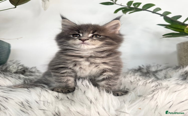 Maine Coon cats - Advert 3