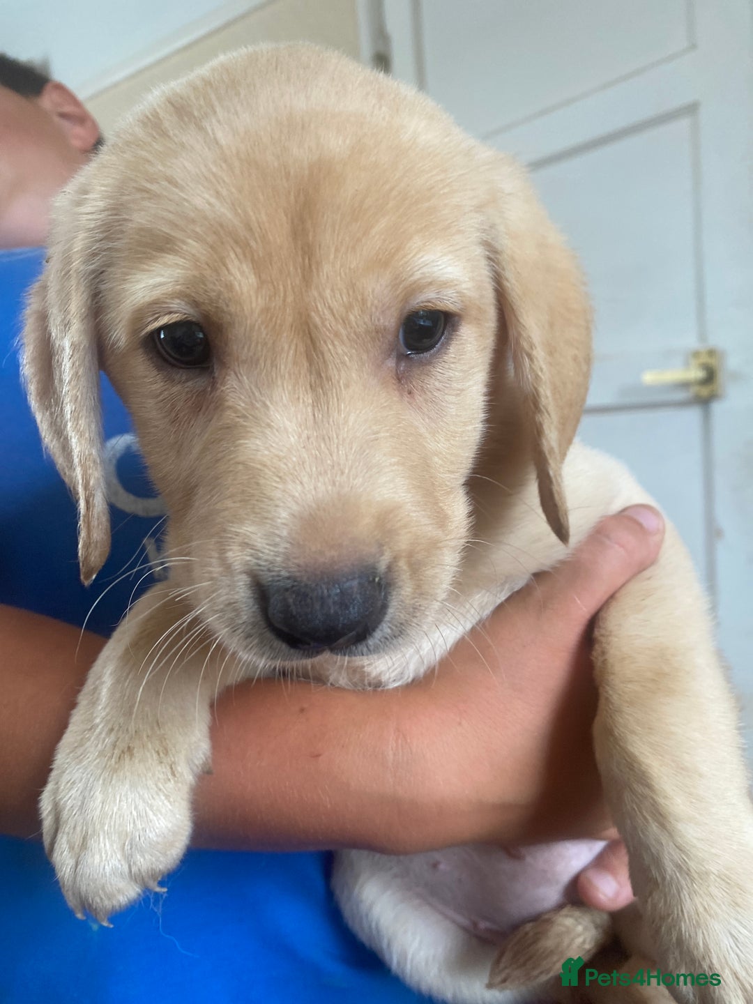 Labrador Retriever dogs for sale: Lovely Labrador puppies  - Image 32