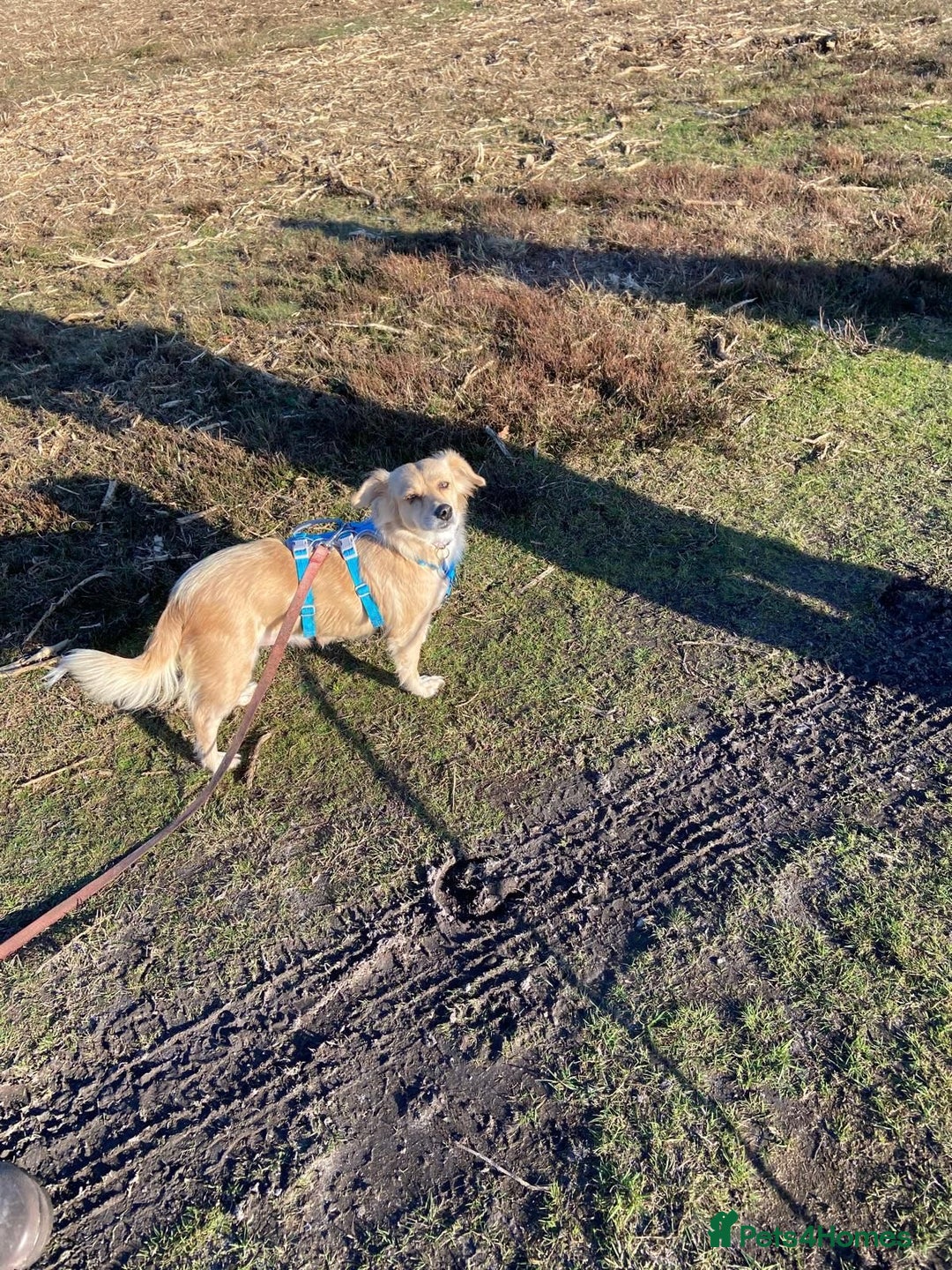 Mixed Breed dogs for adoption: Aurora  - Advert 7