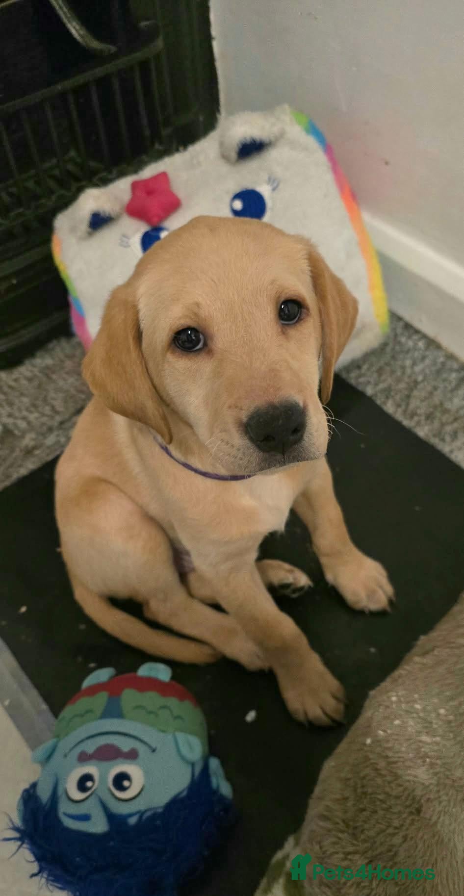 Labrador Retriever dogs for sale: Exceptional KC Champion Bloodline Pups - Advert 1