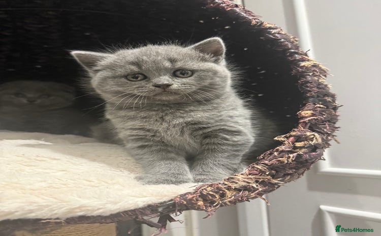 Scottish Fold cats LAST Scottish straight girl left - Advert 8