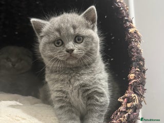 Scottish Fold cats LAST Scottish straight girl left - Advert 7