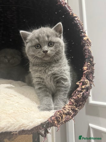 Scottish Fold cats LAST Scottish straight girl left - Advert 8