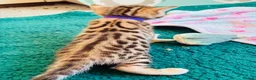 Bengal cats for sale: Amazing Bengal Kittens for sale  - Advert 15