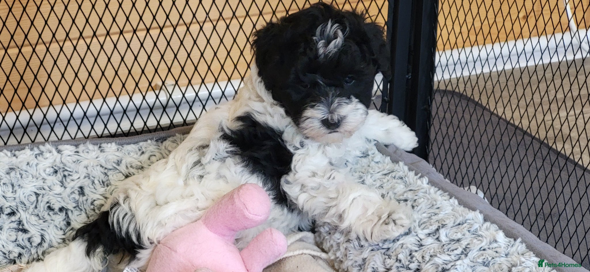 Yorkiepoo dogs Yorkiepoos 2 Stunning Boys  from Licensed Breeder  - Advert 2