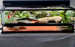 Leopard Gecko reptiles for sale: Leopard gecko & full set up exo terra 45x45x30cm.  - Image 1
