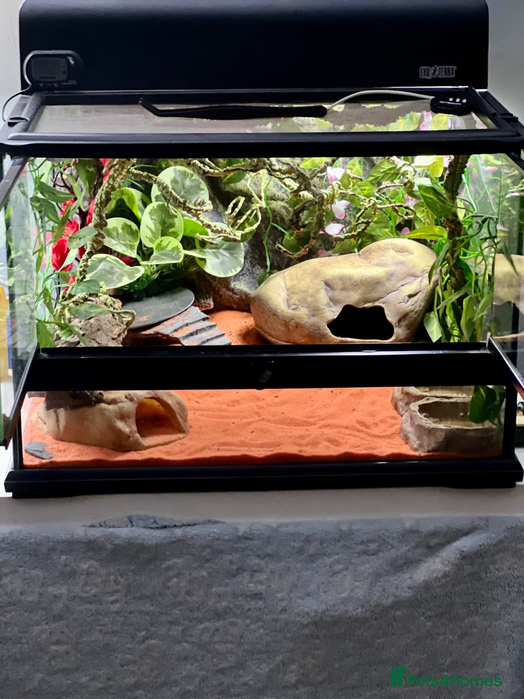 Leopard Gecko reptiles for sale: Leopard gecko & full set up exo terra 45x45x30cm.  - Image 1