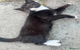 Domestic Shorthair cats for sale: cat and kittens for rehoming - Image 2