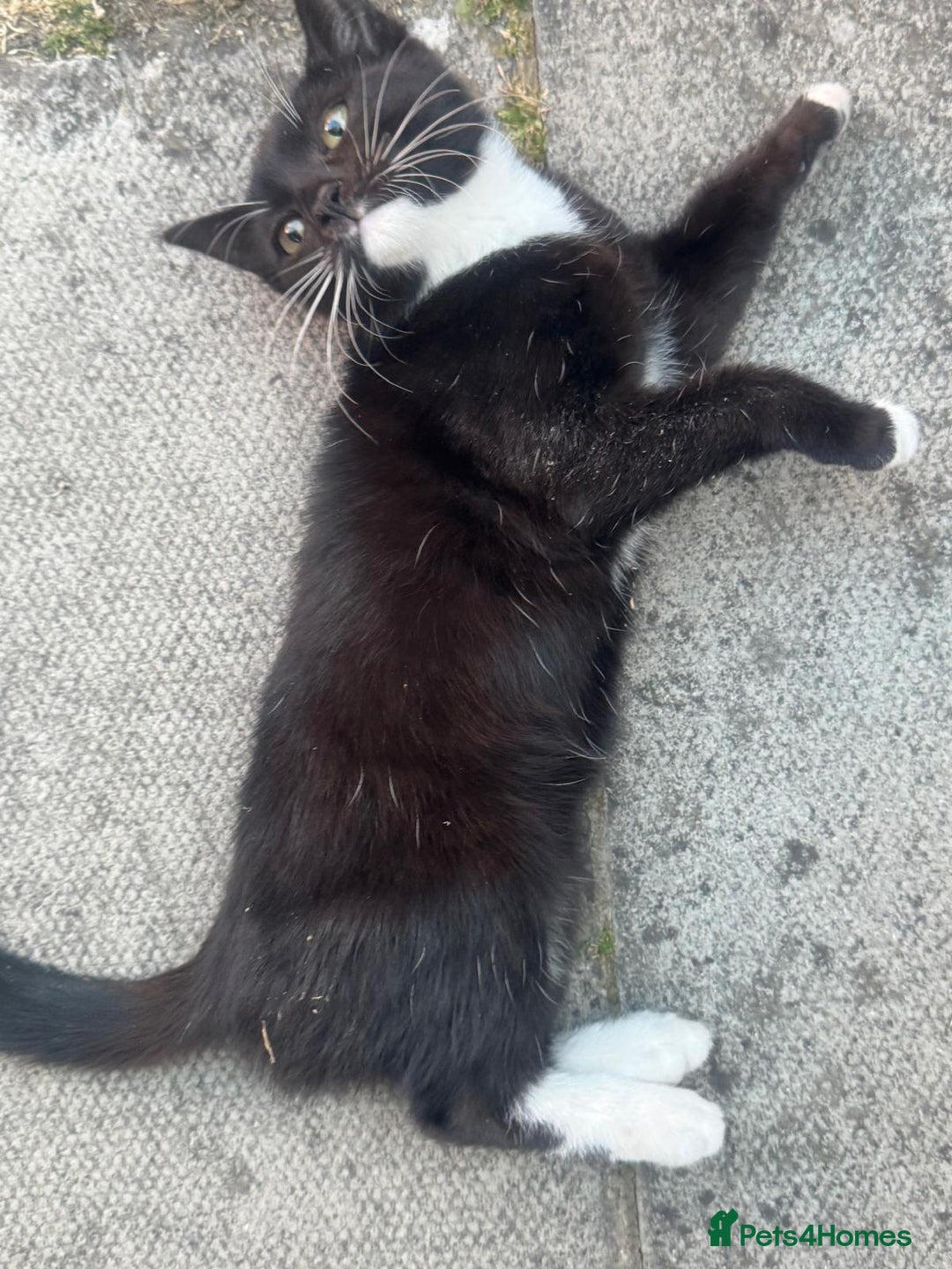 Domestic Shorthair cats for sale: cat and kittens for rehoming - Image 2