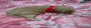 Maltipoo 2 red ribbon male
