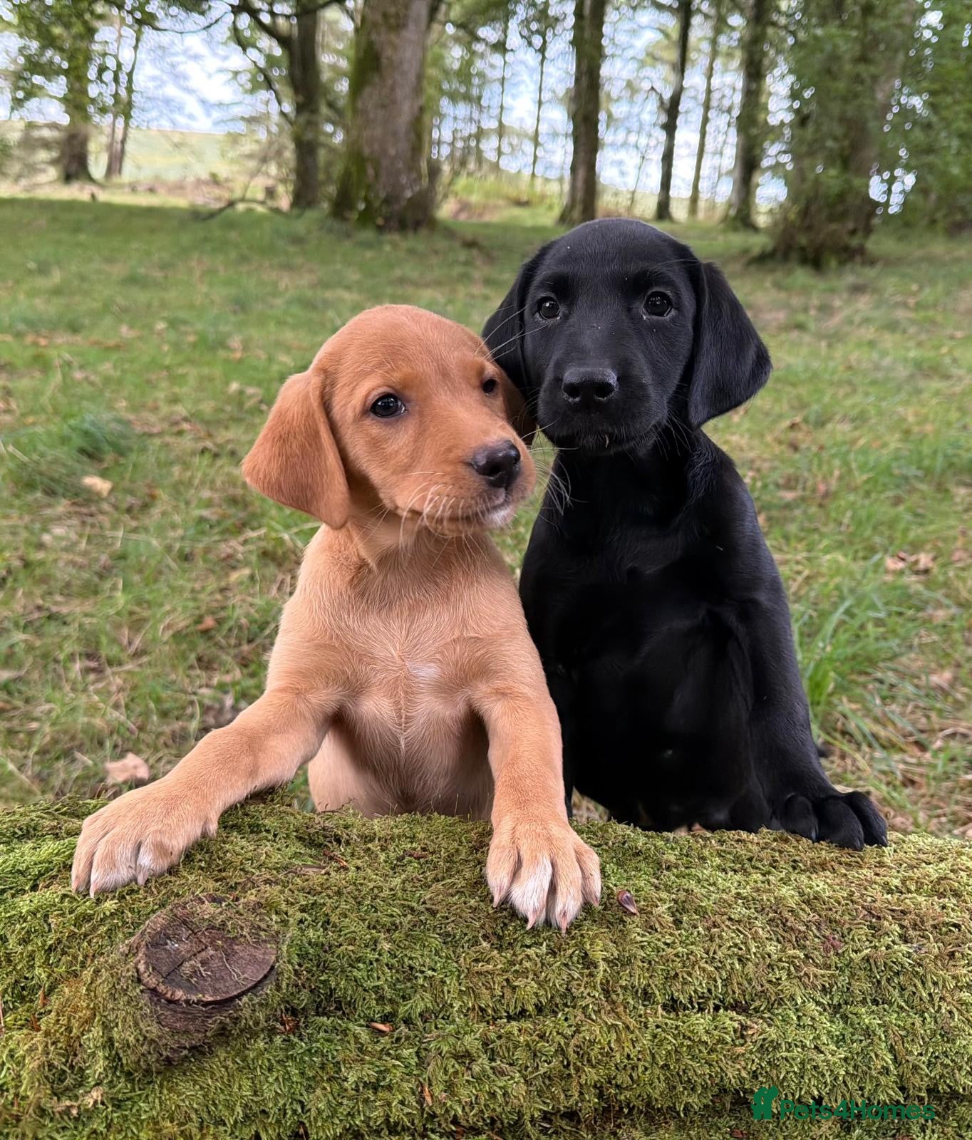 Labrador Retriever dogs KC reg Labrador , health tested parents  - Advert 2