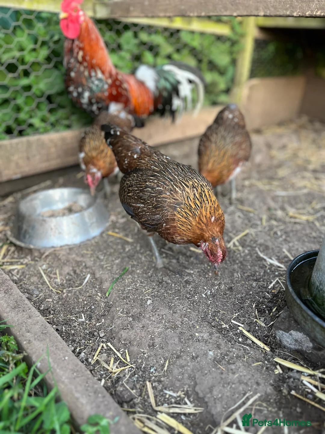 Chickens poultry for sale: Rare Ayam Ketawa (Laughing Chickens) for Sale - Advert 3