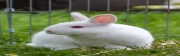 Netherland Dwarf rabbits for sale: Male Netherland Dwarf Rabbit - Advert 1