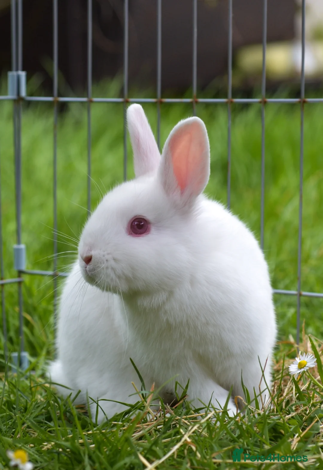 Netherland Dwarf rabbits for sale: Male Netherland Dwarf Rabbit - Advert 1