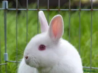 Netherland Dwarf rabbits Male Netherland Dwarf Rabbit - Advert 1