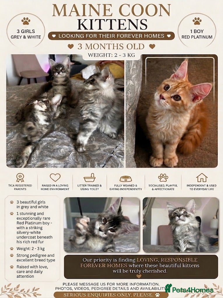 Maine Coon cats Maine Coons  - Advert 1