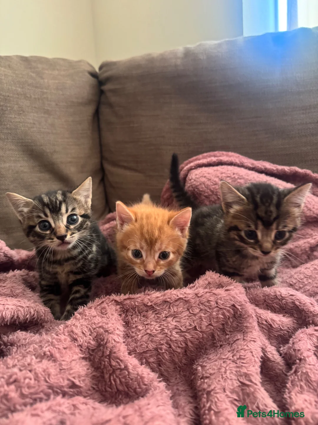 Mixed Breed cats for sale: beautiful kittens  in Doncaster - Advert 2