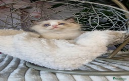 Ragdoll cats for sale: Quality Tica reg Ragdoll kittens  - Image 7