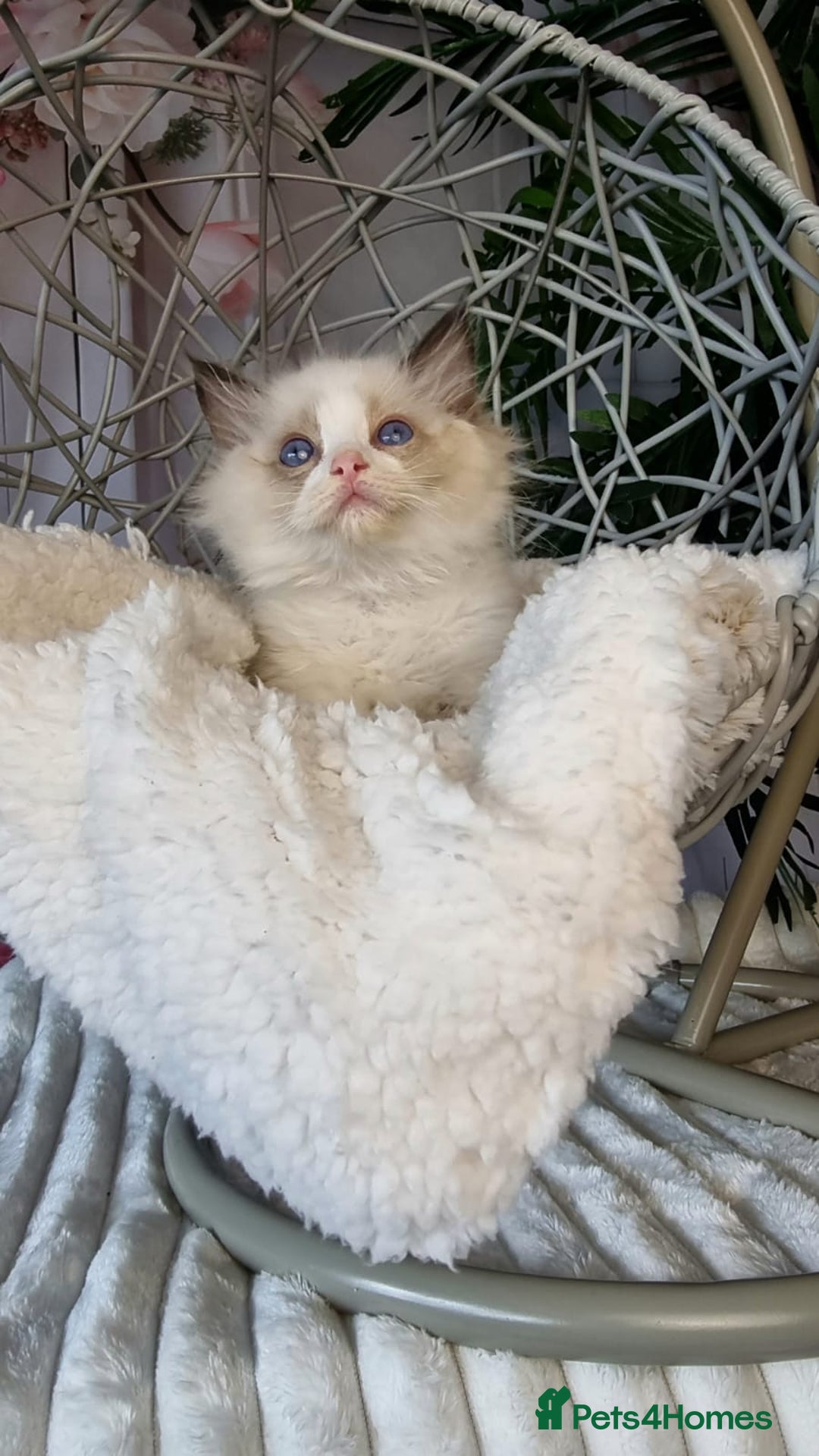 Ragdoll cats for sale: Quality Tica reg Ragdoll kittens  - Image 7
