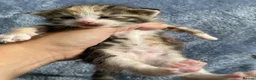American Shorthair cats for sale: Beautiful litter  - Advert 6