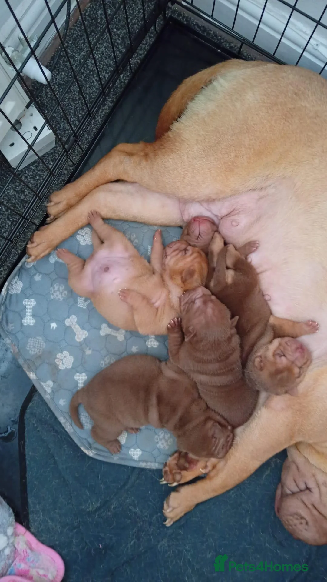 Shar Pei dogs for sale: Full breed shar pei  in Manchester - Advert 1