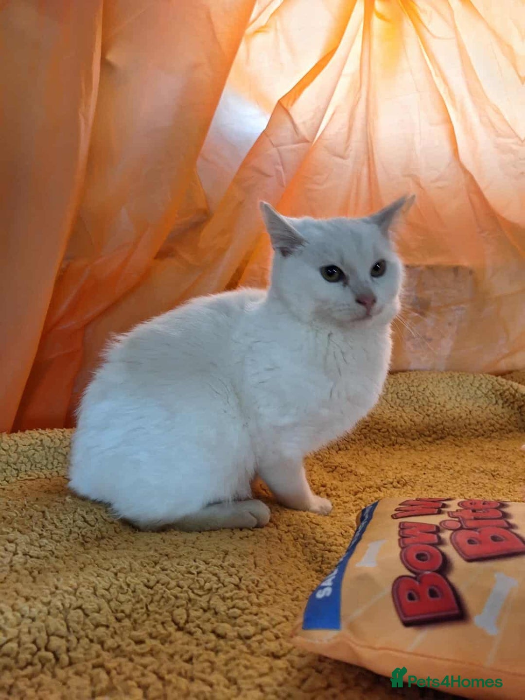 Mixed Breed cats for adoption: Banana for adoption - Advert 3