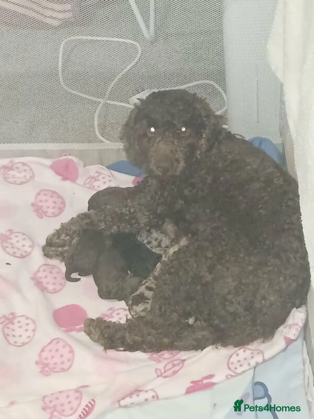 Cockapoo dogs for sale: f1b miniature cockapoos  - Advert 1