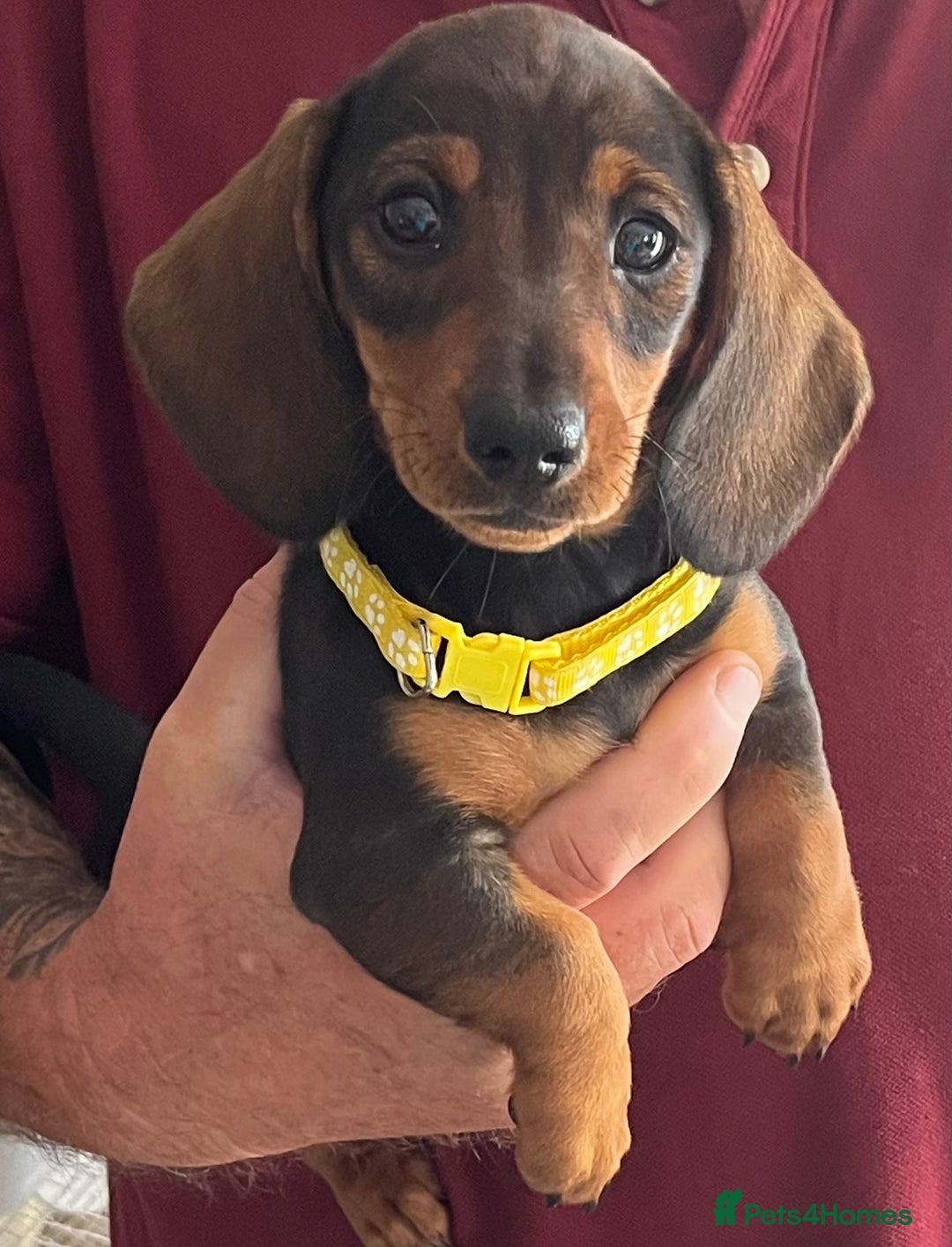 Miniature Dachshund dogs for sale: Beautiful Litter mini Dachshunds - Image 4