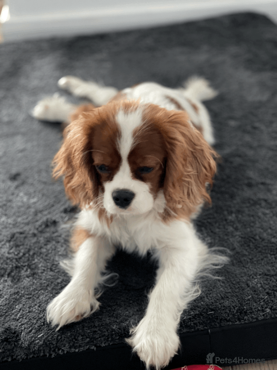 Cavalier King Charles Spaniel dogs for sale: READY NOW CavalierKingsCharlesSpaniel boy  - Image 12