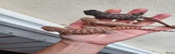 Bearded Dragon reptiles for sale: Bearded dragon SALE!!! - Advert 4