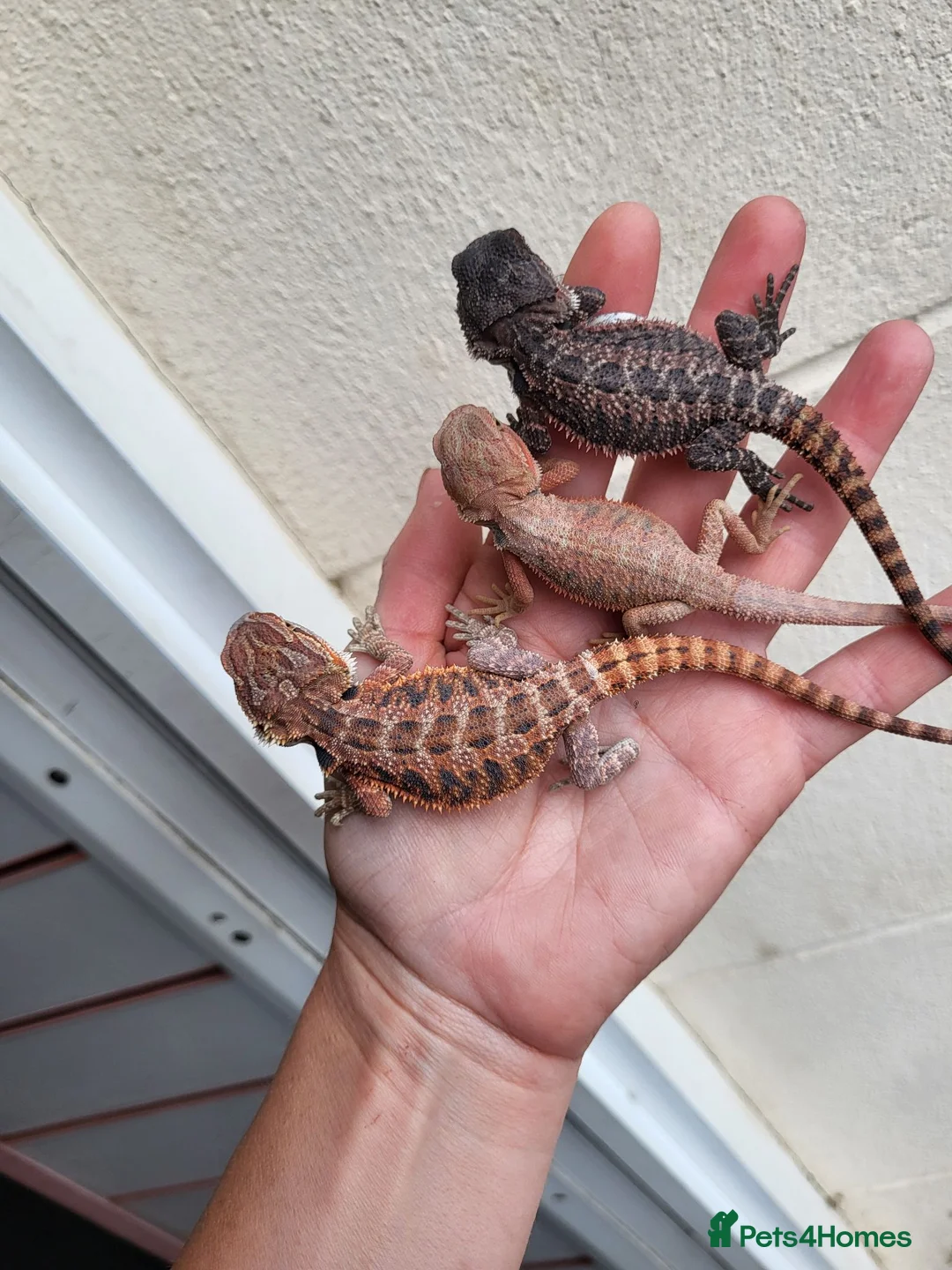 Bearded Dragon reptiles for sale: Bearded dragon SALE!!! - Advert 4