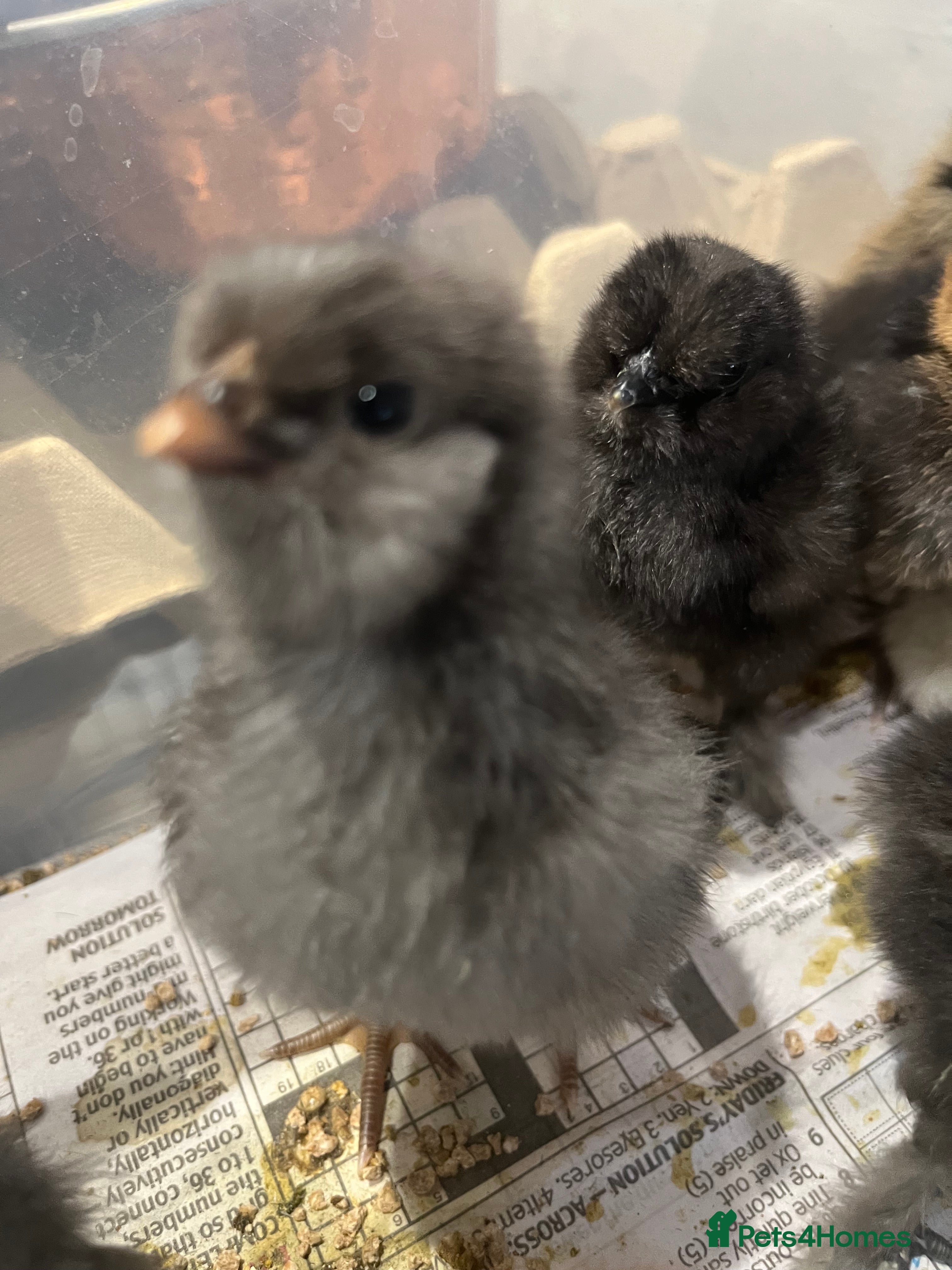 Chickens poultry Chicks, Hens hatching eggs - Advert 12