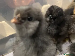 Chickens poultry Chicks, Hens hatching eggs - Advert 12