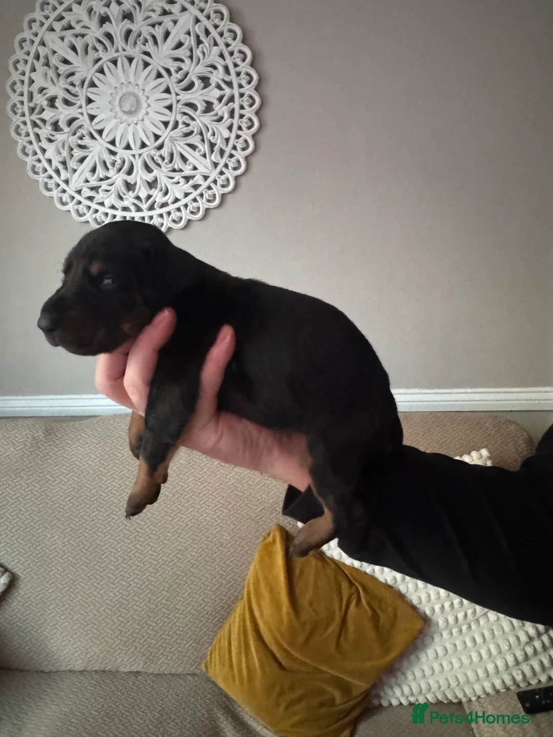 Dobermann dogs for sale: Beautiful Doberman puppies  - Advert 23
