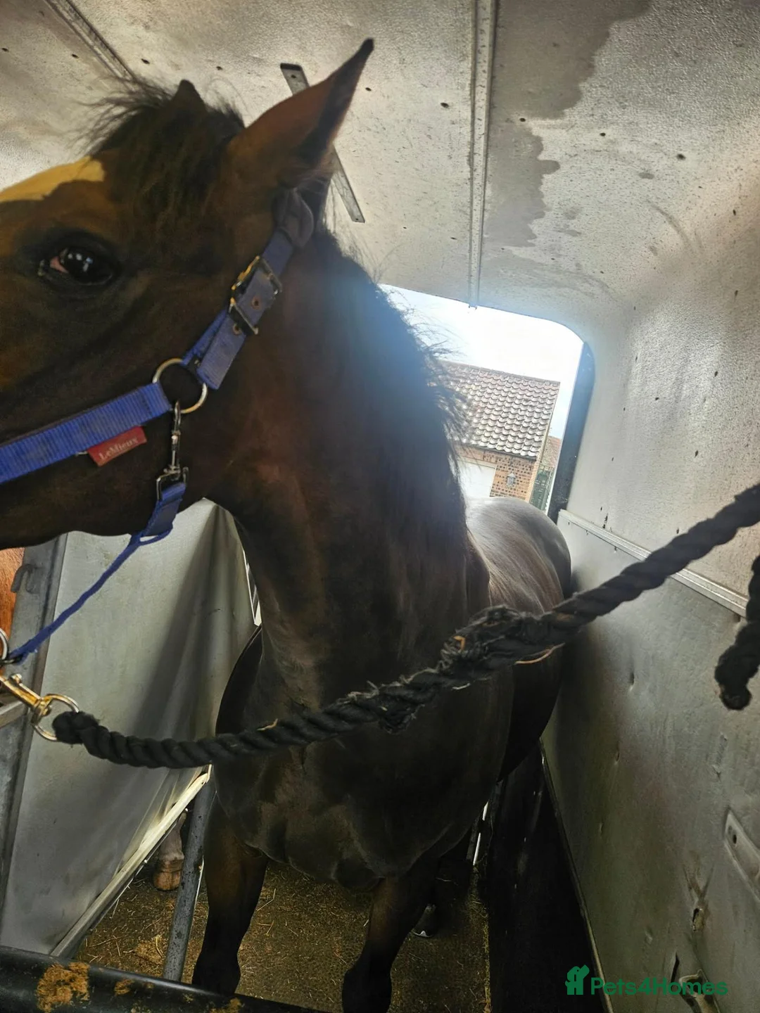 English Thoroughbred horses for sale: 15.1 Bay Thoroughbred 2yrs  - Advert 3