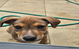 Mixed Breed dogs for sale: Lurcher x staff  in Sturminster Newton - Image 22