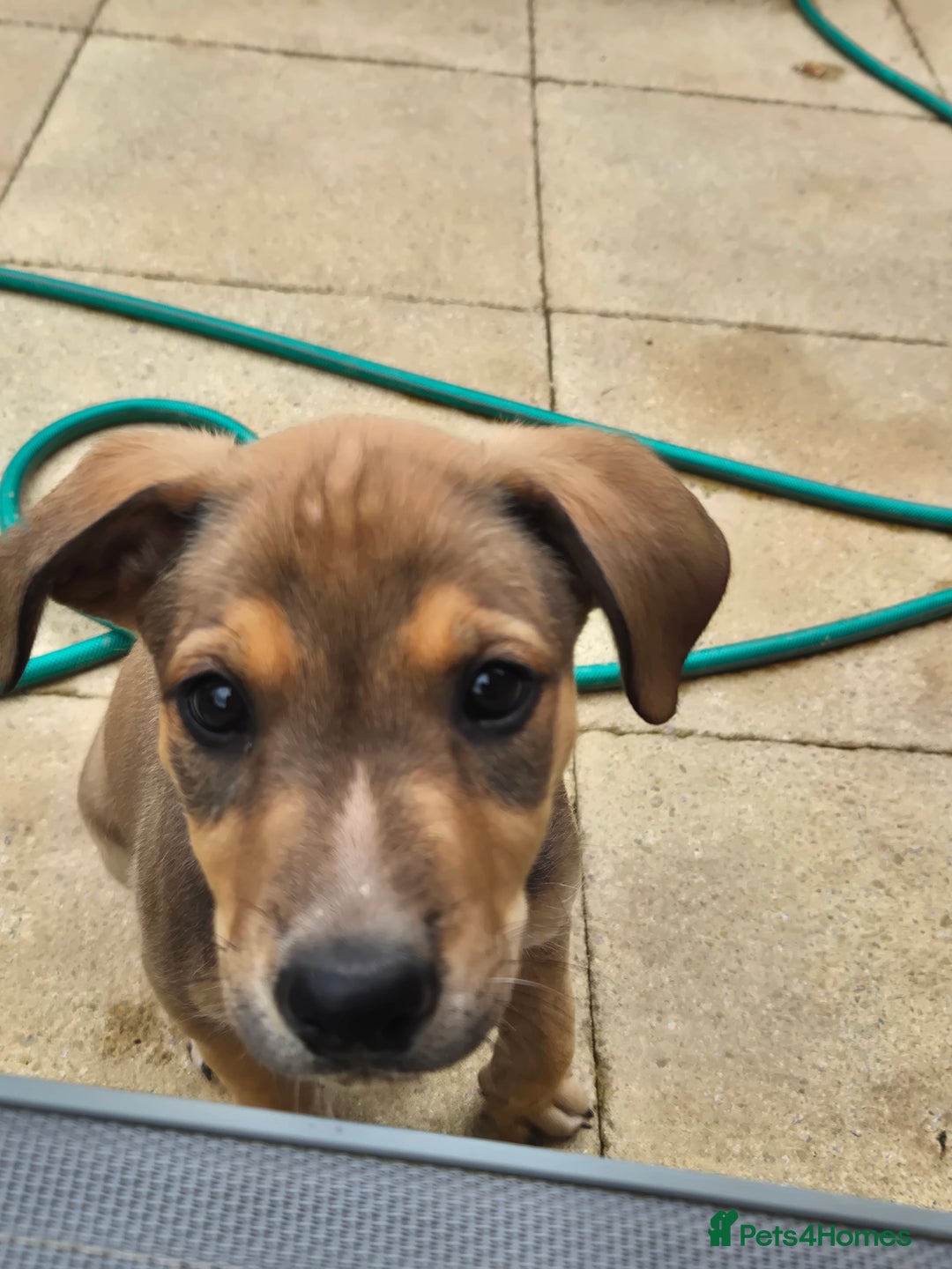 Mixed Breed dogs for sale: Lurcher x staff  in Sturminster Newton - Image 22