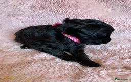 Schnoodle dogs for sale: LAst GIRL REDUCED READY NOW  - Image 24