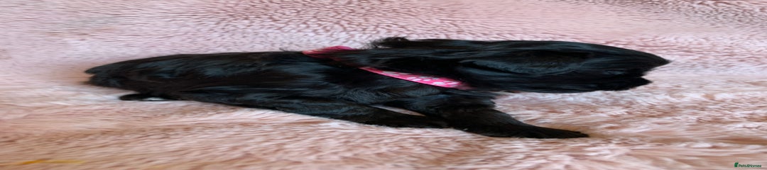 Schnoodle Puppy 5
