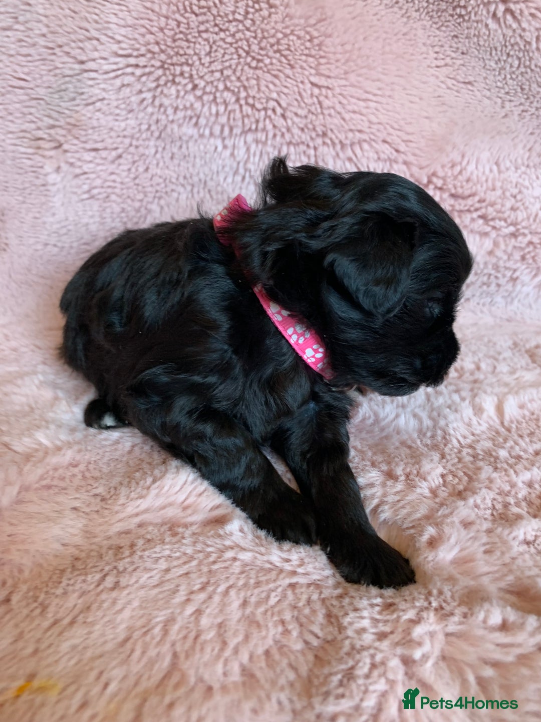 Schnoodle dogs for sale: LAst GIRL REDUCED READY NOW  - Image 24