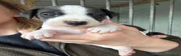 Parson Russell dogs for sale: Russel in Laurencekirk - Advert 4