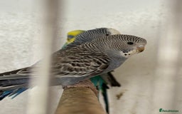 Budgerigars birds for sale: Baby budgies  - Image 2
