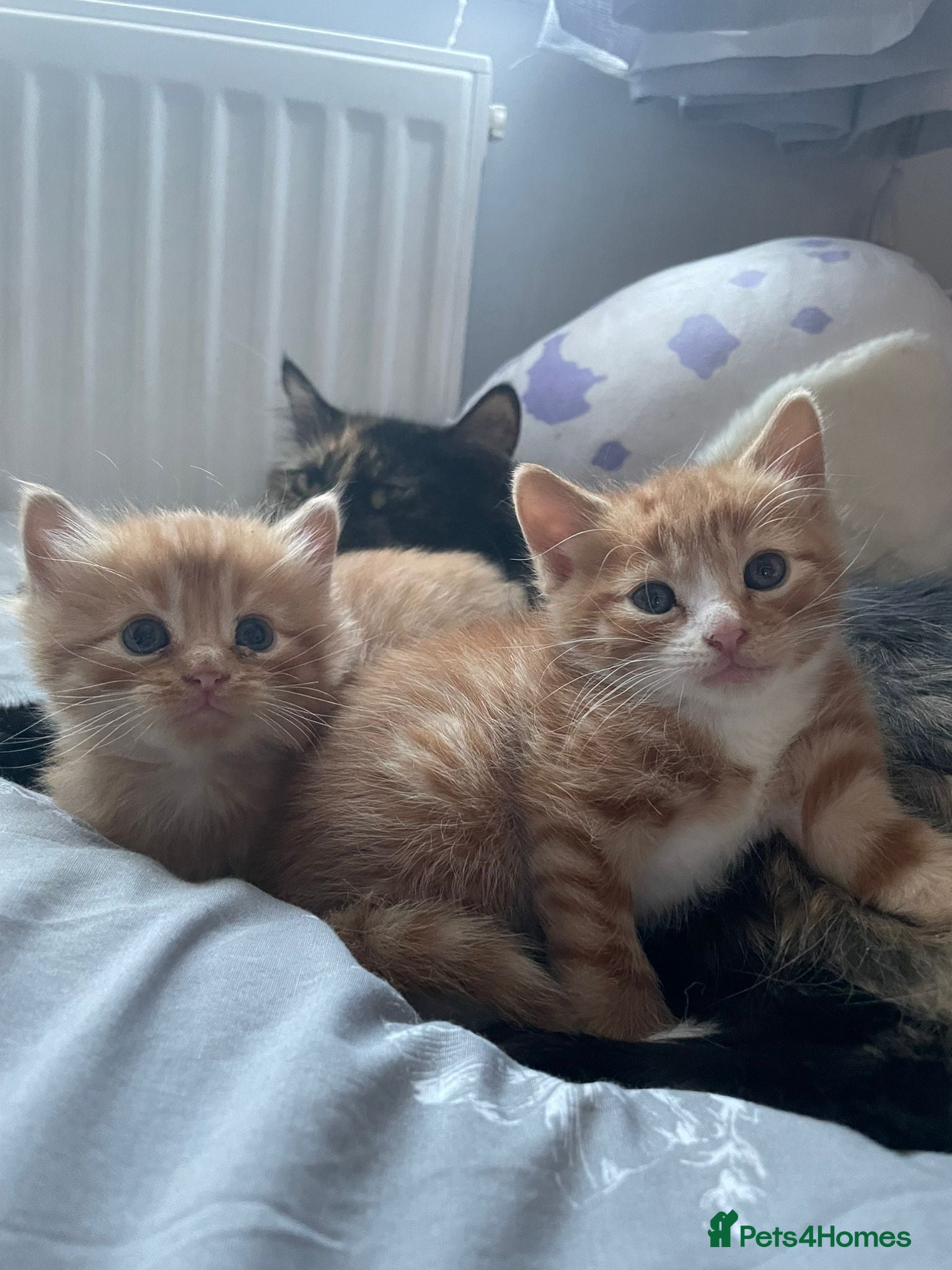 Mixed Breed cats Norwegian X kittens 4 males 1 ginger reserved  - Advert 1